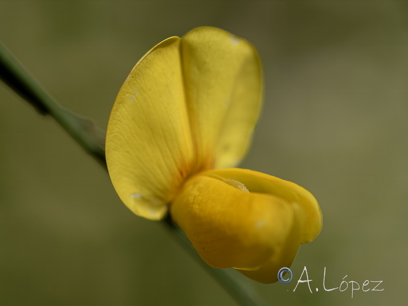 Cytisus striatus.38