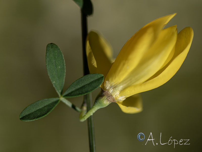 Cytisus striatus.39