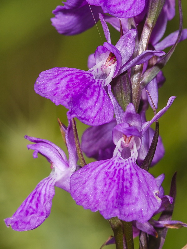 Dactylorhiza elata.20