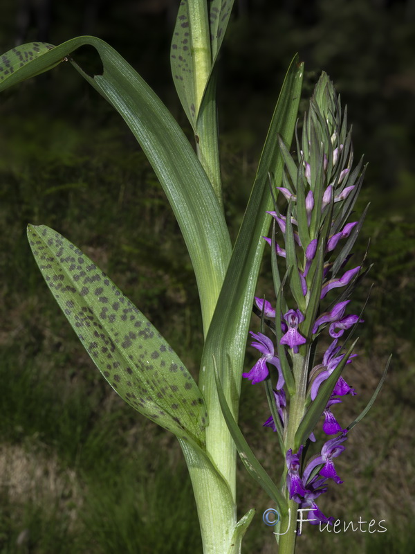 Dactylorhiza elata.43