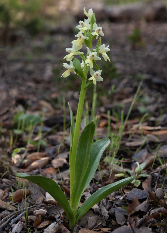 Dactylorhiza insularis.27