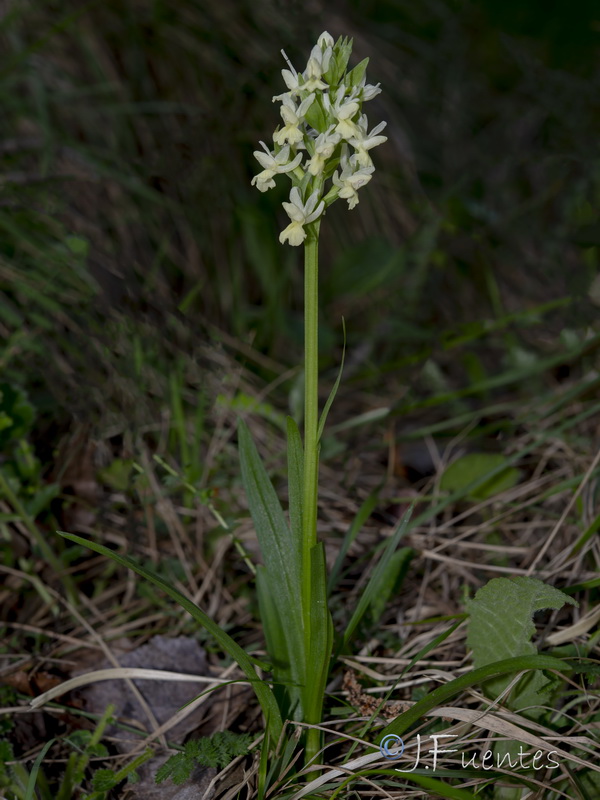 Dactylorhiza sulphurea.02