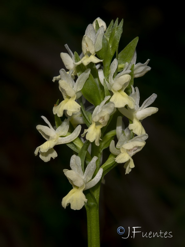 Dactylorhiza sulphurea.04