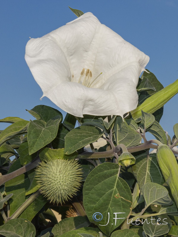 Datura wrightii.06