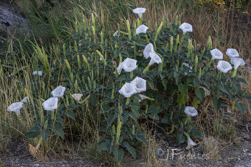 Datura wrightii.02