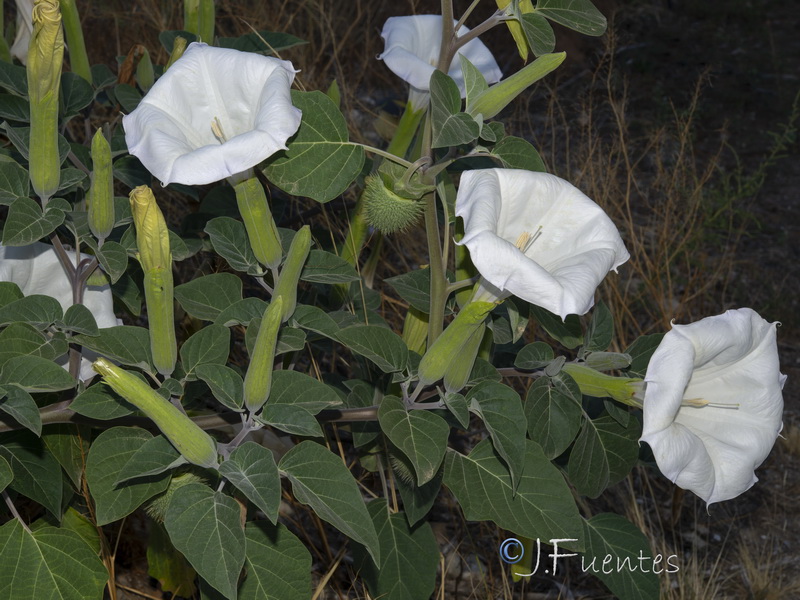 Datura wrightii.09