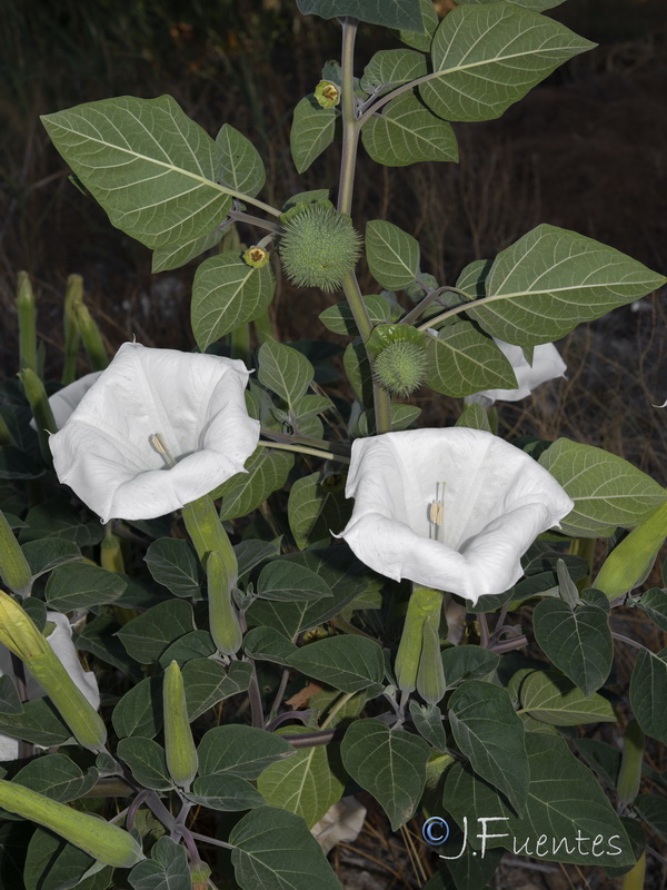 Datura wrightii.10