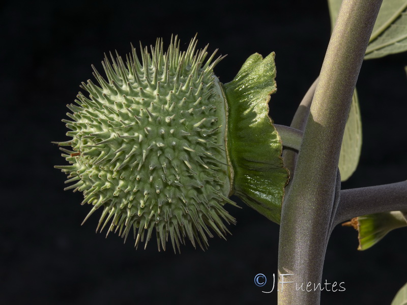 Datura wrightii.11