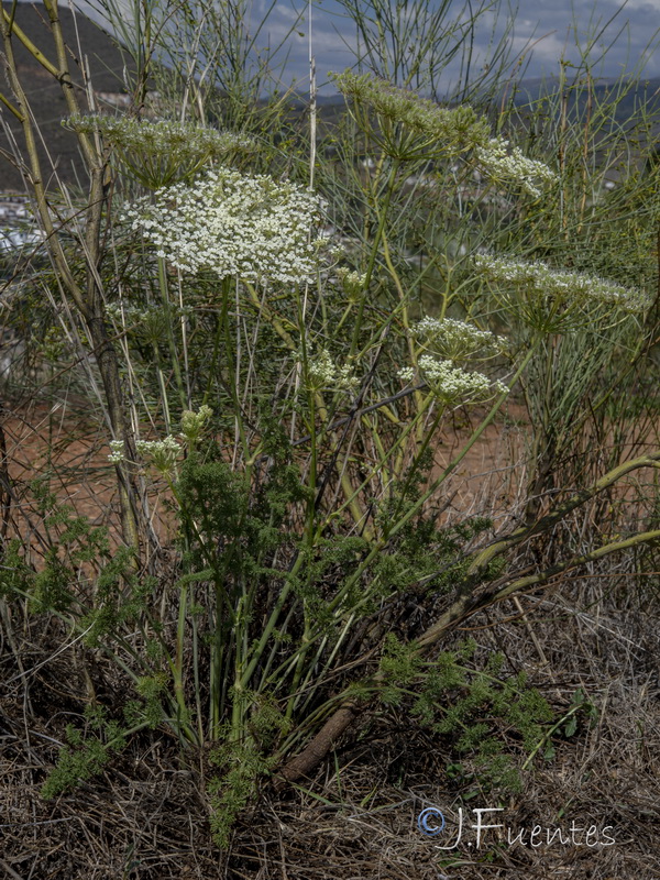 Daucus crinitus.24