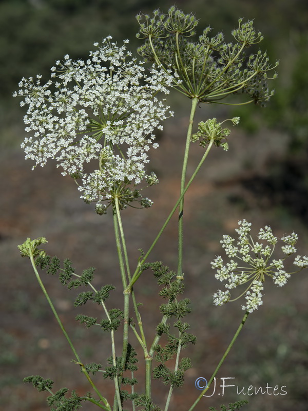 Daucus crinitus.26