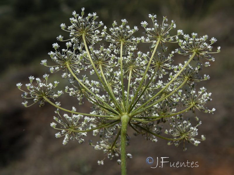 Daucus crinitus.28