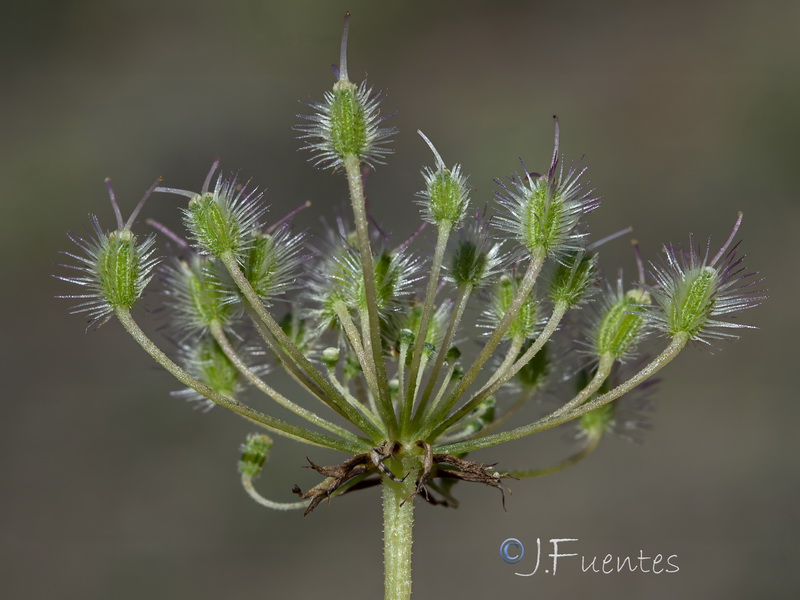 Daucus crinitus.23