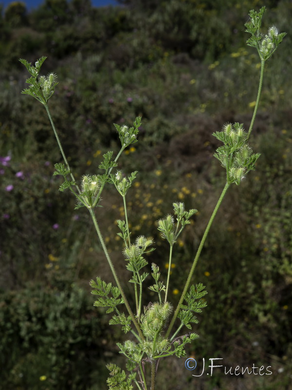 Daucus durieua.06