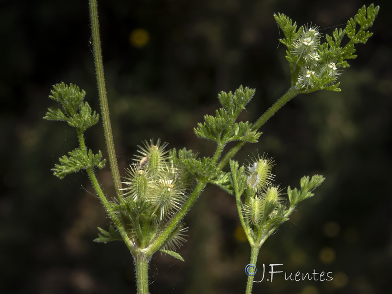 Daucus durieua.09