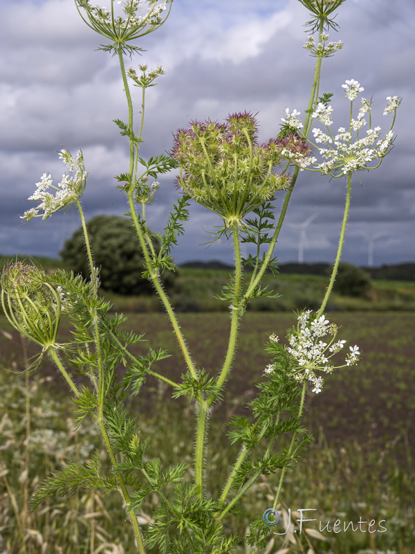 Daucus muricatus.16