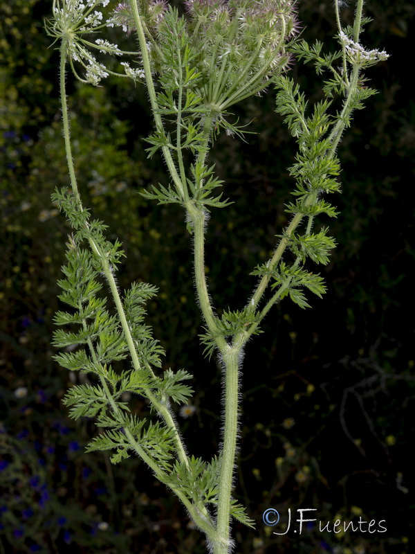 Daucus muricatus.17