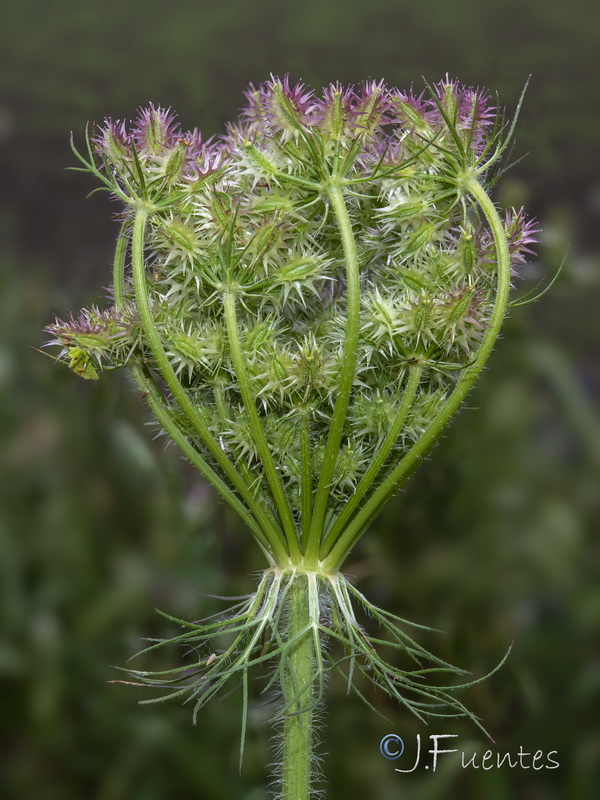 Daucus muricatus.18