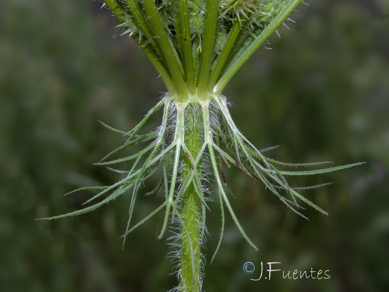 Daucus muricatus.11