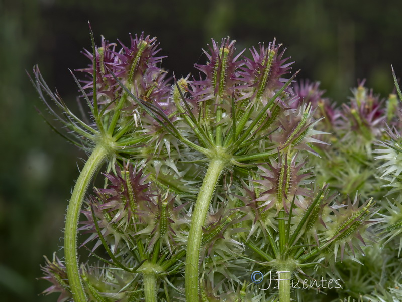 Daucus muricatus.20