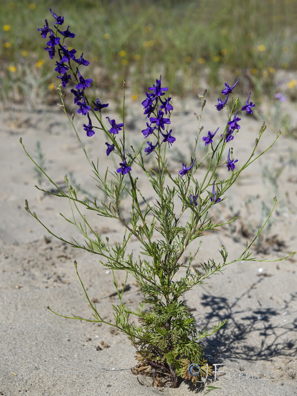 Delphinium nanum.11