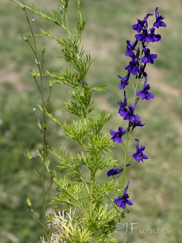 Delphinium nanum.02