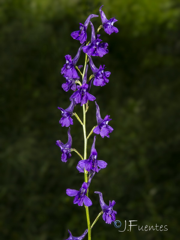 Delphinium nanum.26