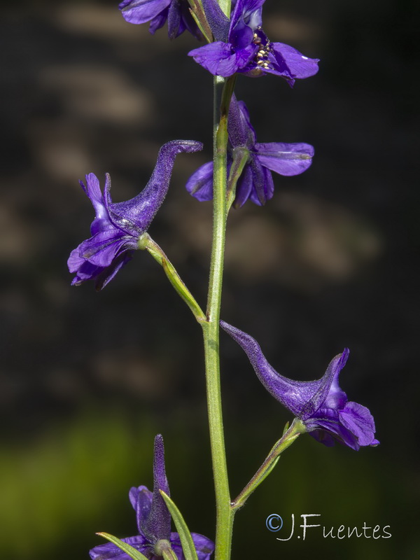 Delphinium nanum.04