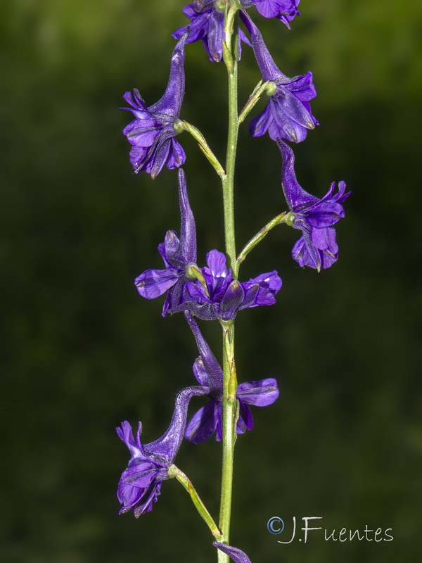 Delphinium nanum.05