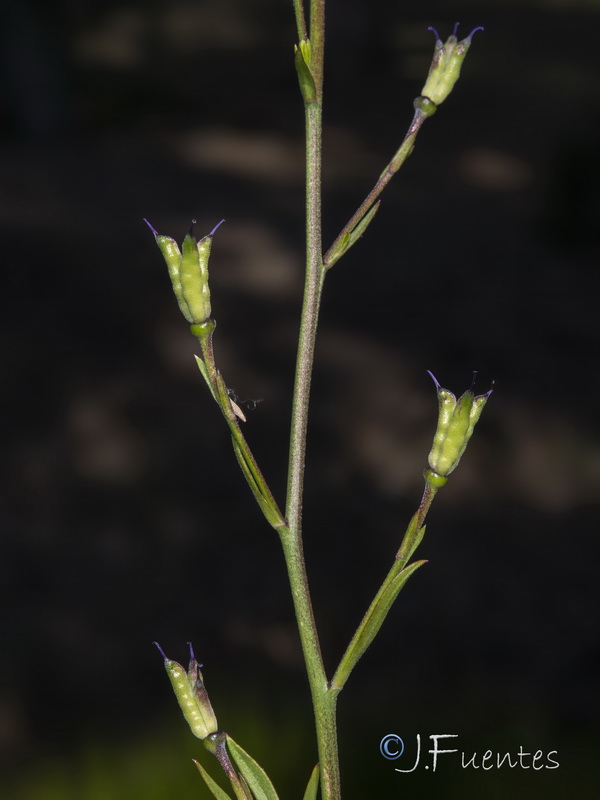 Delphinium nanum.06