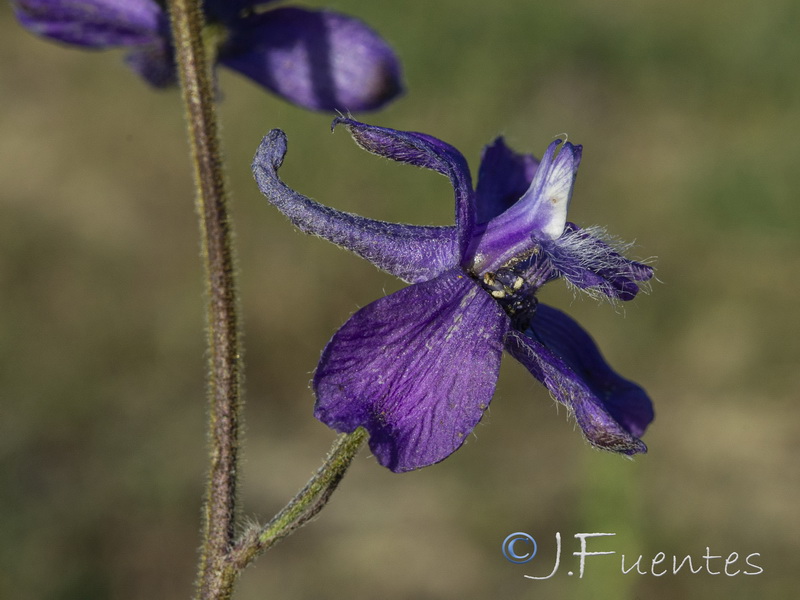 Delphinium pentagynum pentagynum.19