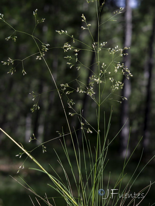 Deschampsia cespitosa cespitosa.00