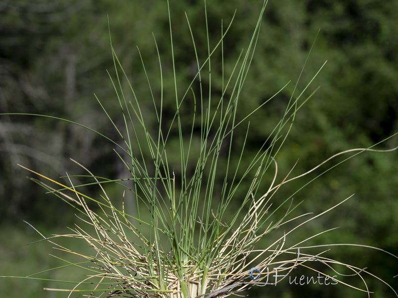 Deschampsia cespitosa cespitosa.01