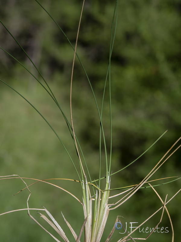 Deschampsia cespitosa cespitosa.02