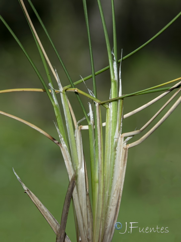 Deschampsia cespitosa cespitosa.03