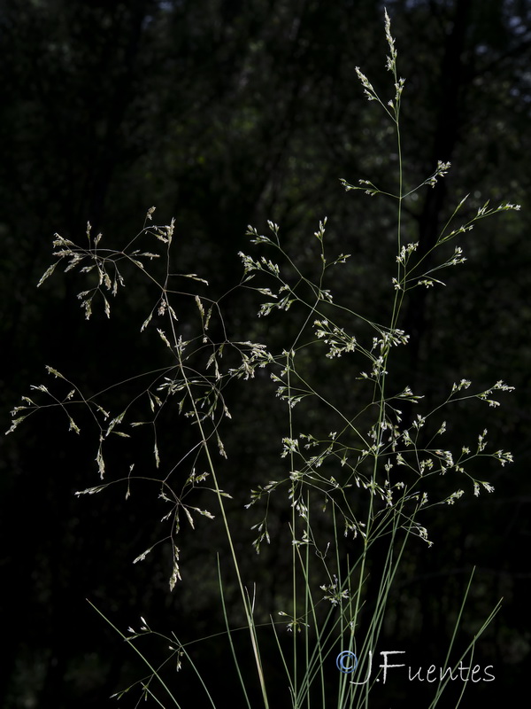 Deschampsia cespitosa cespitosa.04