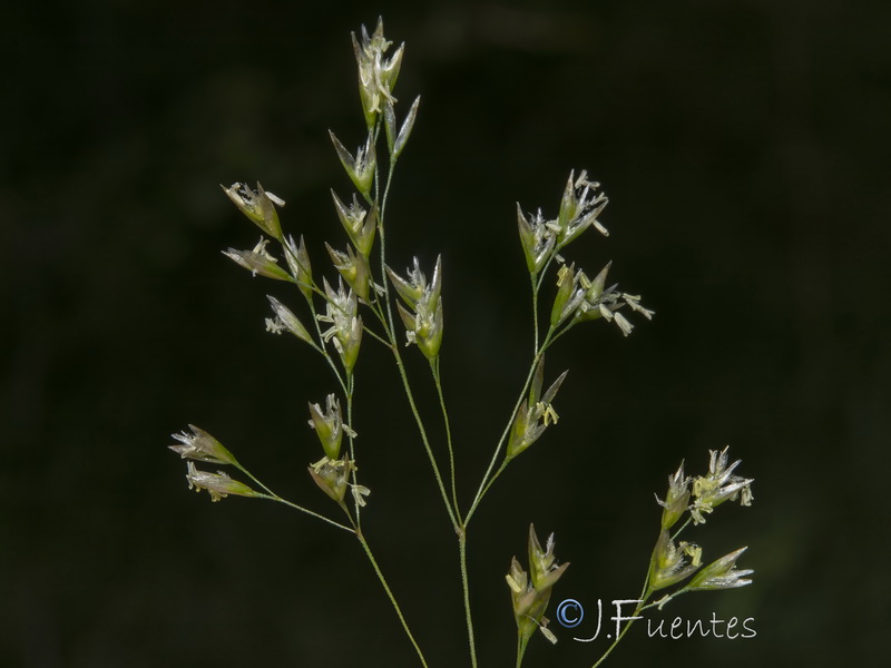 Deschampsia cespitosa cespitosa.05