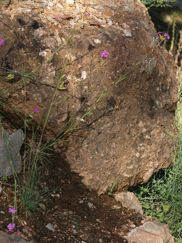 Dianthus crassipes.03