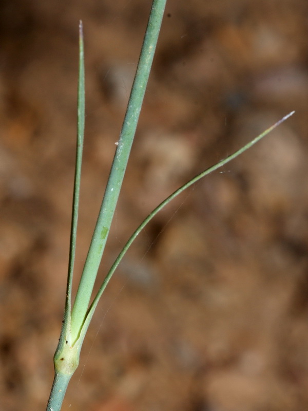 Dianthus crassipes.04