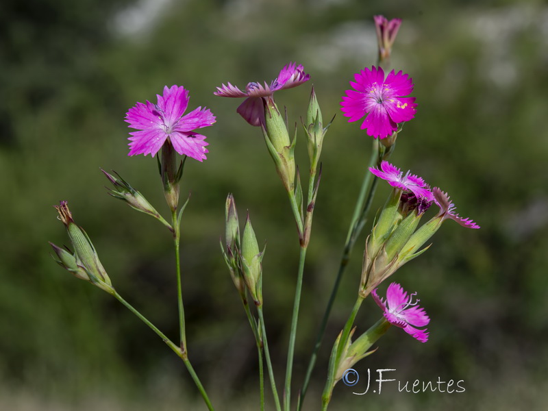 ianthus crassipes.18