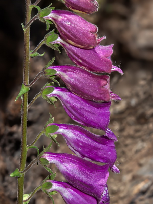 Digitalis purpurea purpurea.23