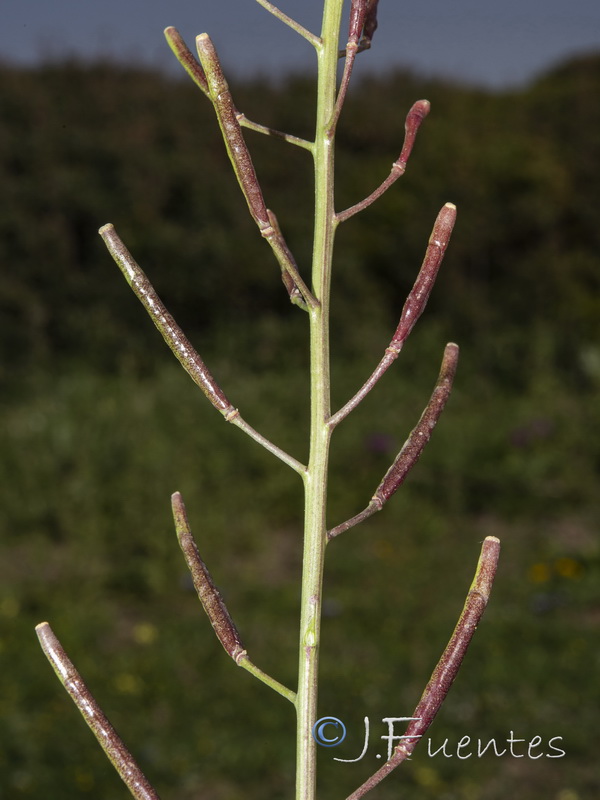 Diplotaxis siifolia siifolia.08