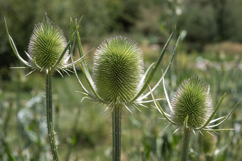 Dipsacus fullonum.22