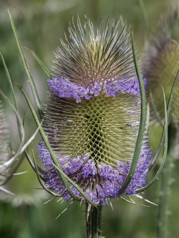 Dipsacus fullonum.24