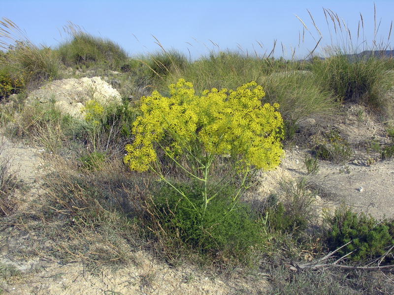 Distichoselinum tenuifolium.02