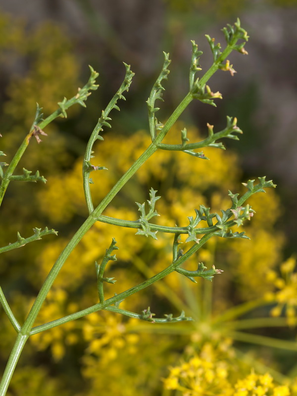 Distichoselinum tenuifolium.03