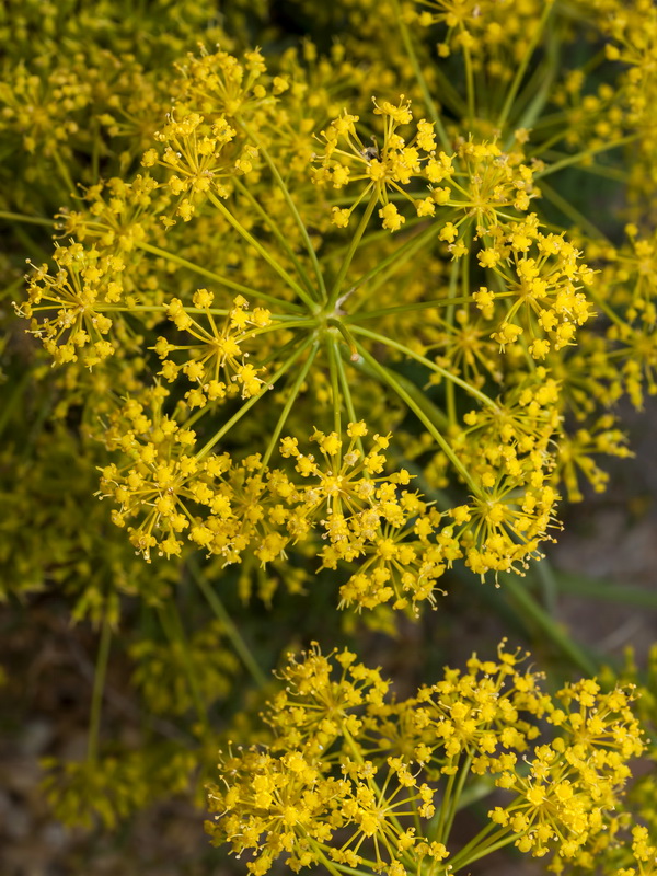 Distichoselinum tenuifolium.07