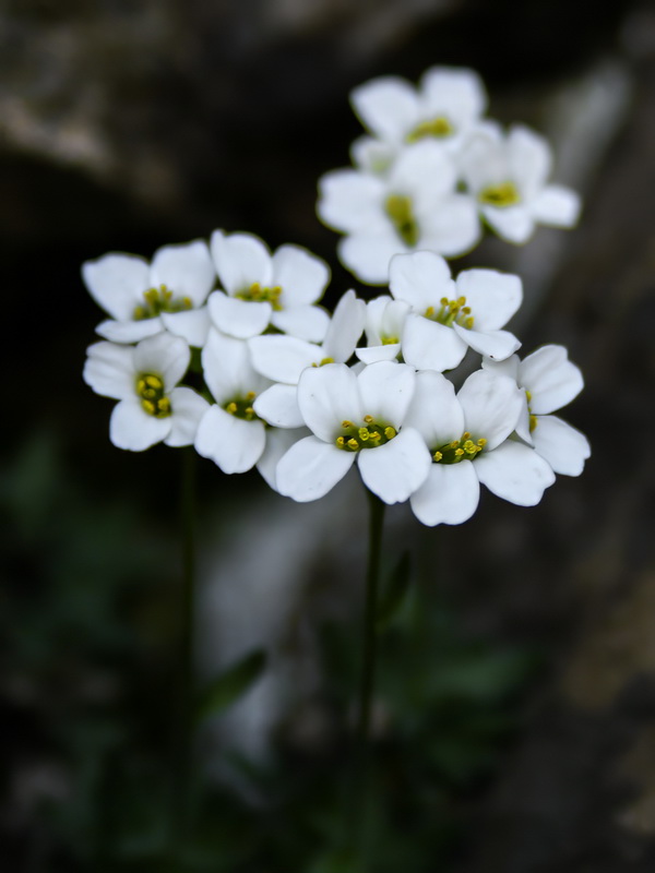 Draba dubia laevipes.24