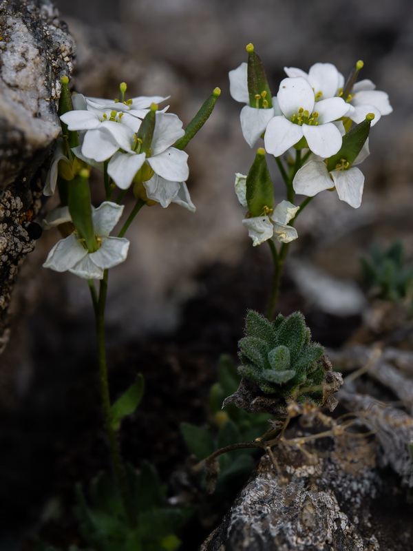 Draba dubia laevipes.25