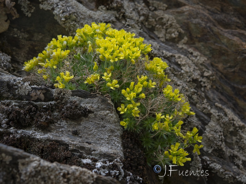 Draba hispanica laderoi.23