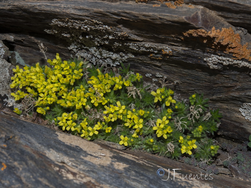 Draba hispanica laderoi.24